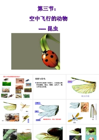 八年级生物上册 空中飞行的动物（鸟）课件 人教新课标版