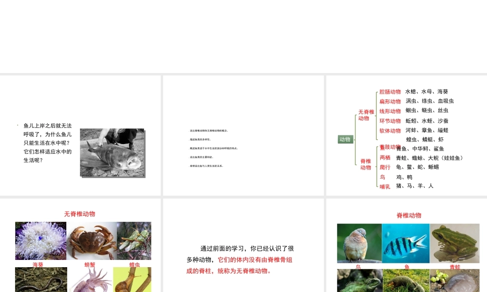 八年级生物上册 7.1.4《鱼类》课件 鲁科版五四制-鲁科版初中八年级上册生物课件