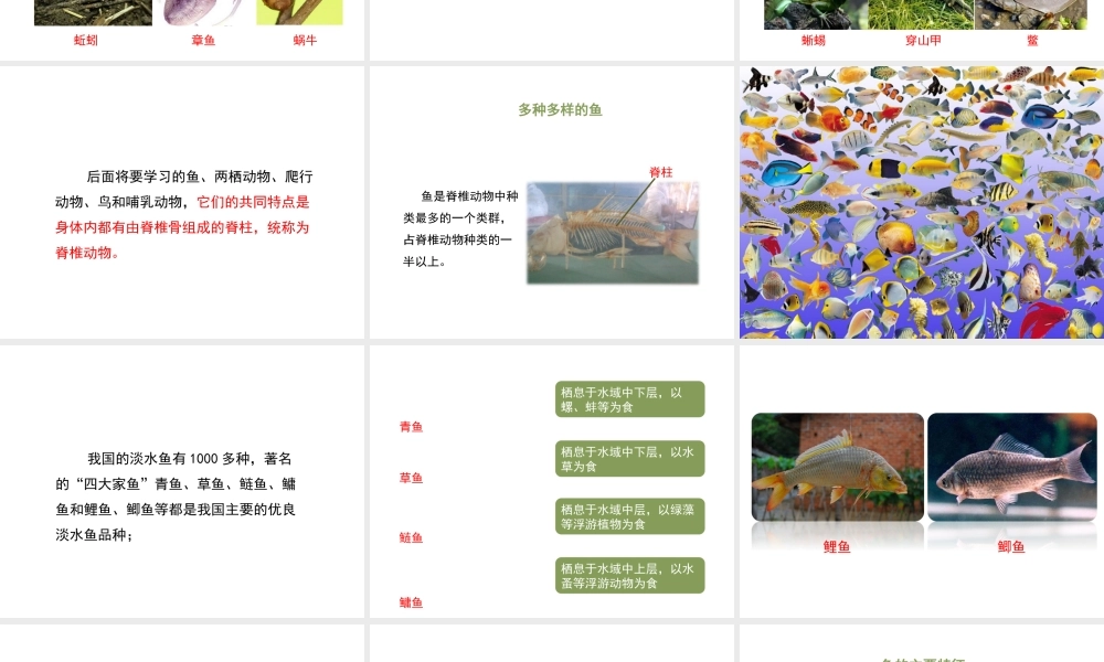 八年级生物上册 7.1.4《鱼类》课件 鲁科版五四制-鲁科版初中八年级上册生物课件