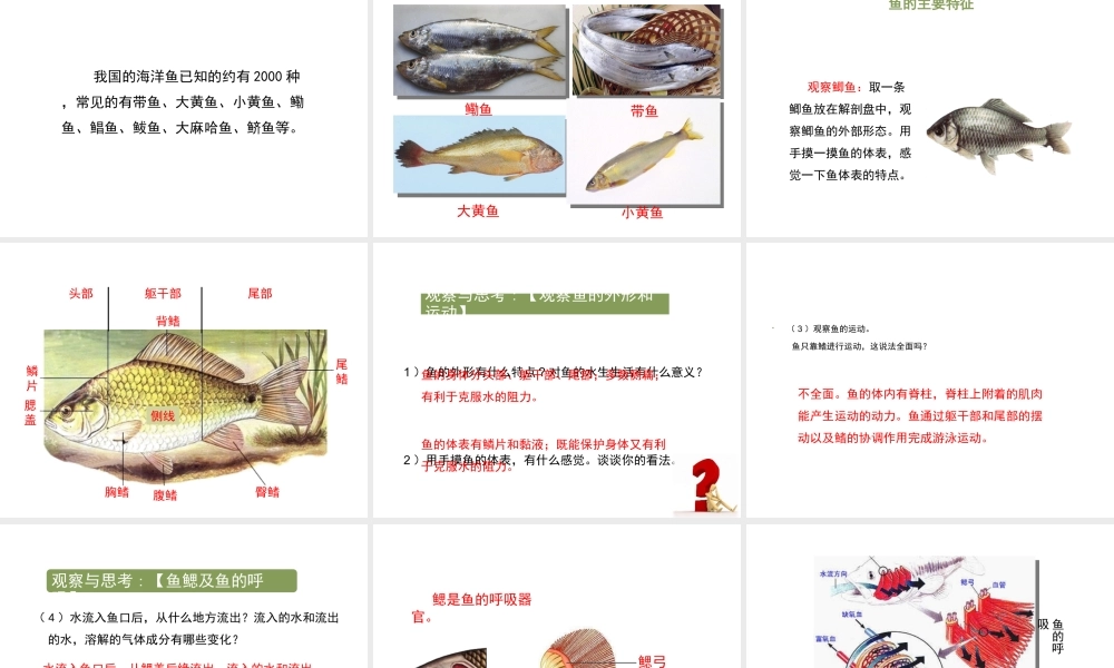 八年级生物上册 7.1.4《鱼类》课件 鲁科版五四制-鲁科版初中八年级上册生物课件