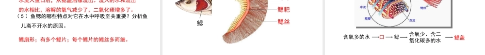 八年级生物上册 7.1.4《鱼类》课件 鲁科版五四制-鲁科版初中八年级上册生物课件