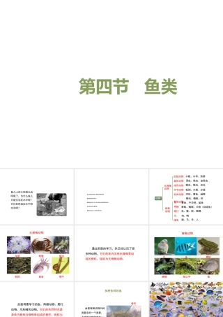 八年级生物上册 7.1.4《鱼类》课件 鲁科版五四制-鲁科版初中八年级上册生物课件