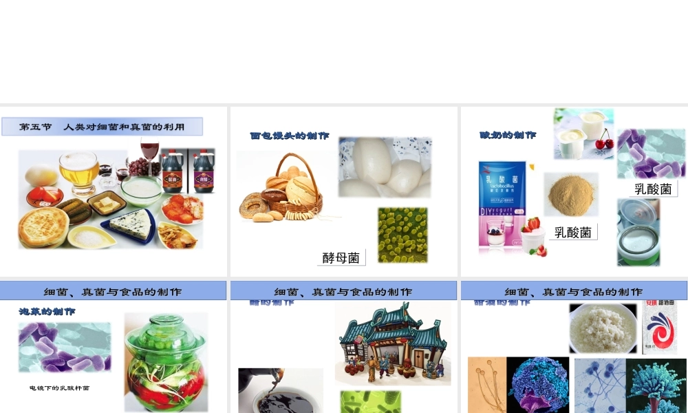 八年级生物上册 5.4.5 人类对细菌和真菌的利用课件 新人教版-新人教级上册生物课件