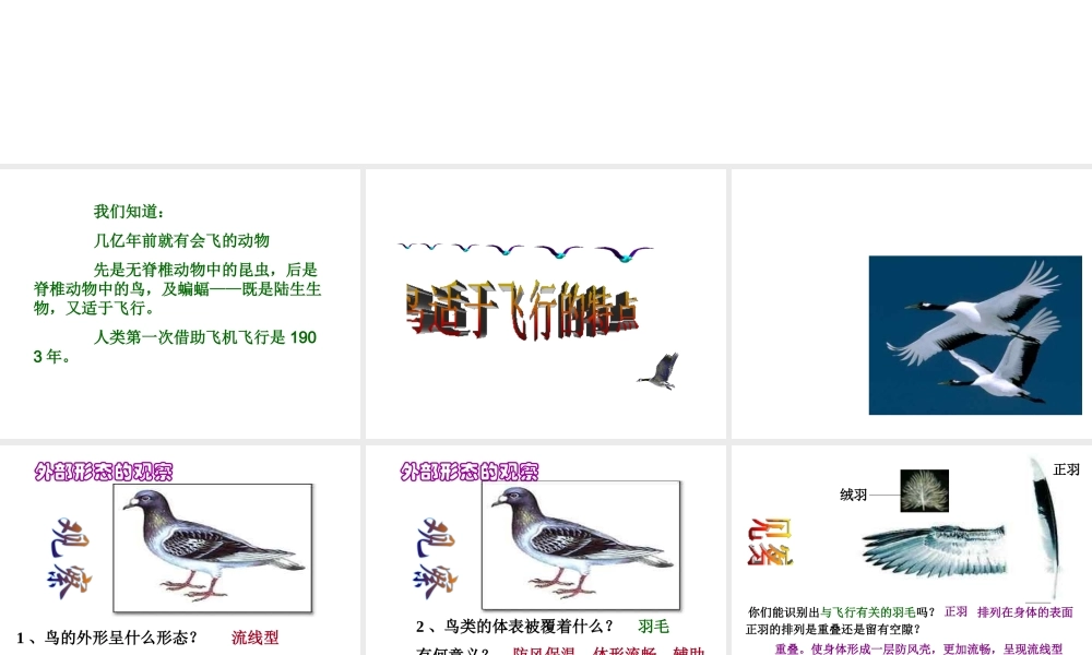 八年级生物上册 空中飞行的动物第一课时 鸟1课件 人民版