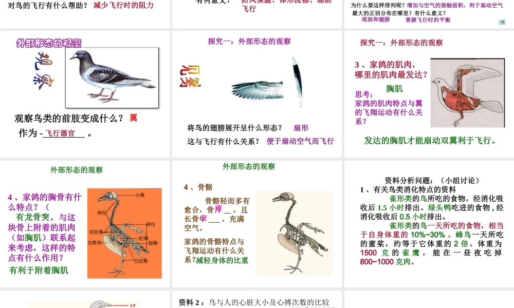八年级生物上册 空中飞行的动物第一课时 鸟1课件 人民版