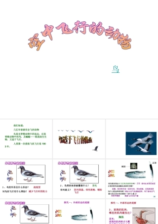 八年级生物上册 空中飞行的动物第一课时 鸟1课件 人民版