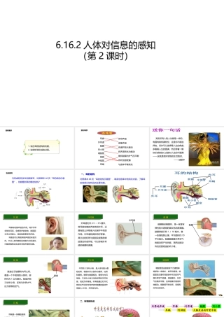八年级生物上册 6.16.2人体对信息的感知（第2课时）课件 （新版）苏科版-（新版）苏科版初中八年级上册生物课件