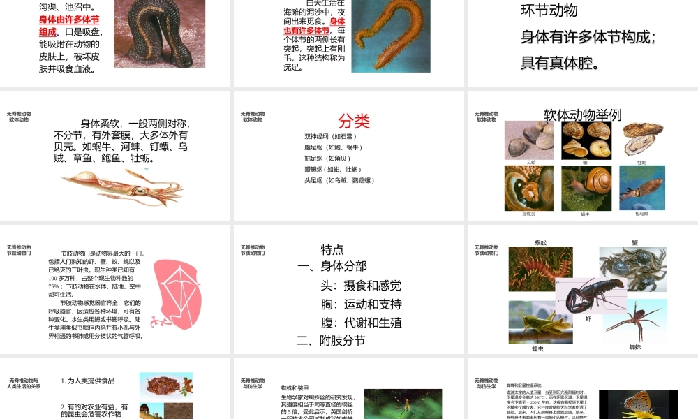 八年级生物上册 5.14.2《千姿百态的动物世界》课件 （新版）苏教版-（新版）苏教版初中八年级上册生物课件