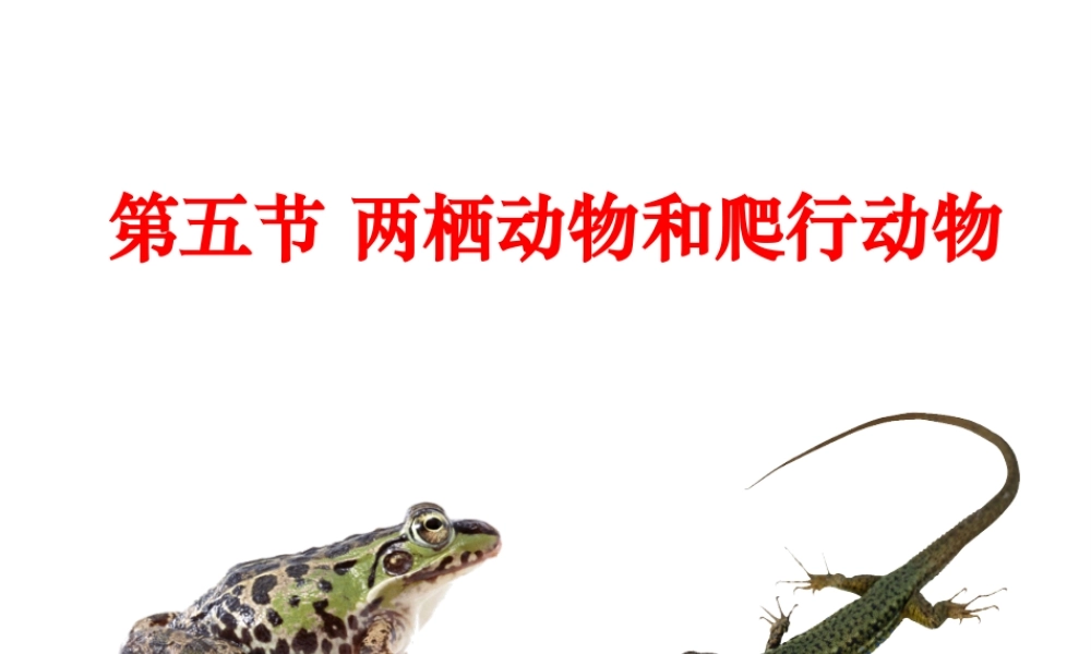 八年级生物上册 5.1.5《两栖动物和爬行动物》课件5 （新版）新人教版-（新版）新人教版初中八年级上册生物课件