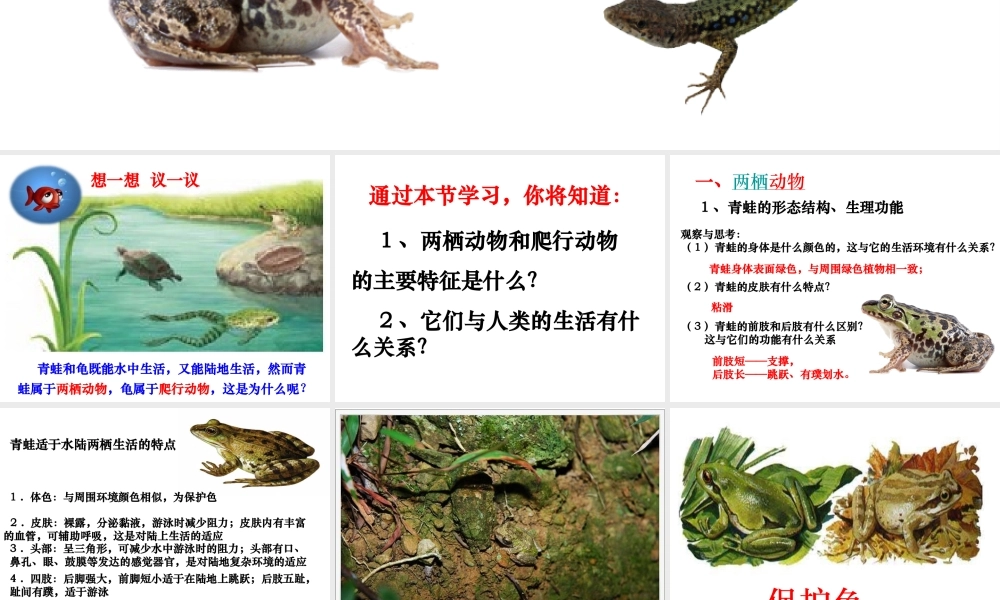 八年级生物上册 5.1.5《两栖动物和爬行动物》课件5 （新版）新人教版-（新版）新人教版初中八年级上册生物课件