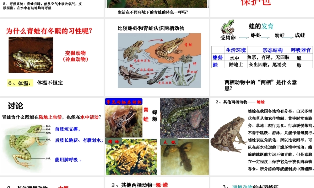 八年级生物上册 5.1.5《两栖动物和爬行动物》课件5 （新版）新人教版-（新版）新人教版初中八年级上册生物课件