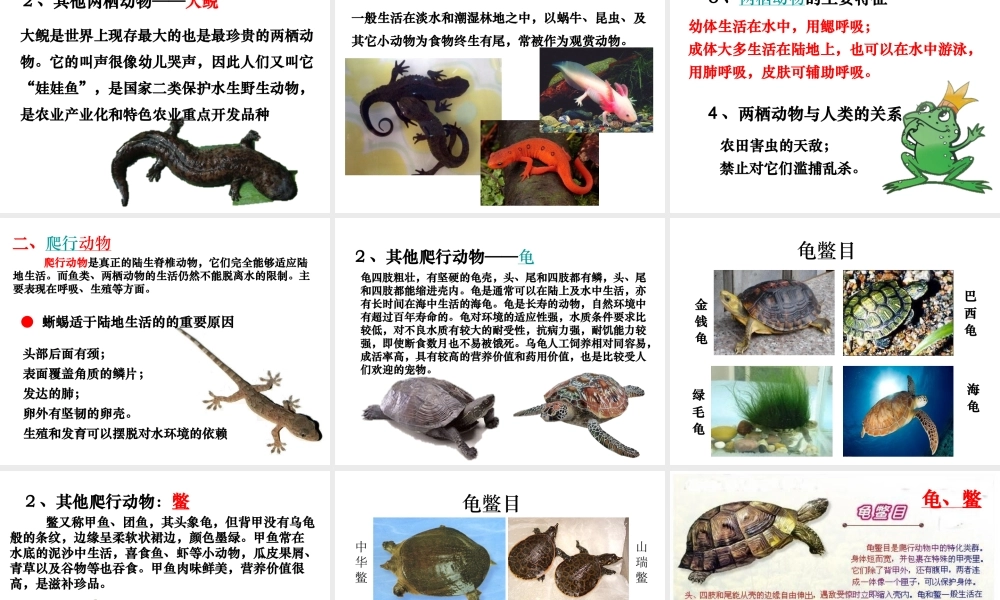 八年级生物上册 5.1.5《两栖动物和爬行动物》课件5 （新版）新人教版-（新版）新人教版初中八年级上册生物课件