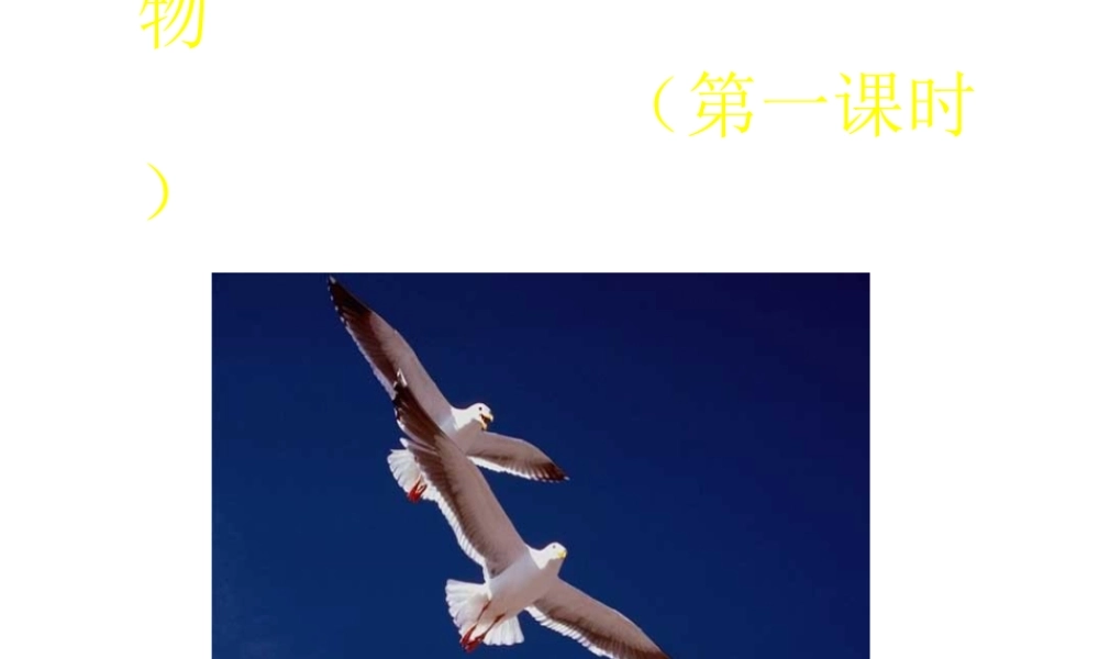 八年级生物上册 空中飞行的动物课件 人教新课标版