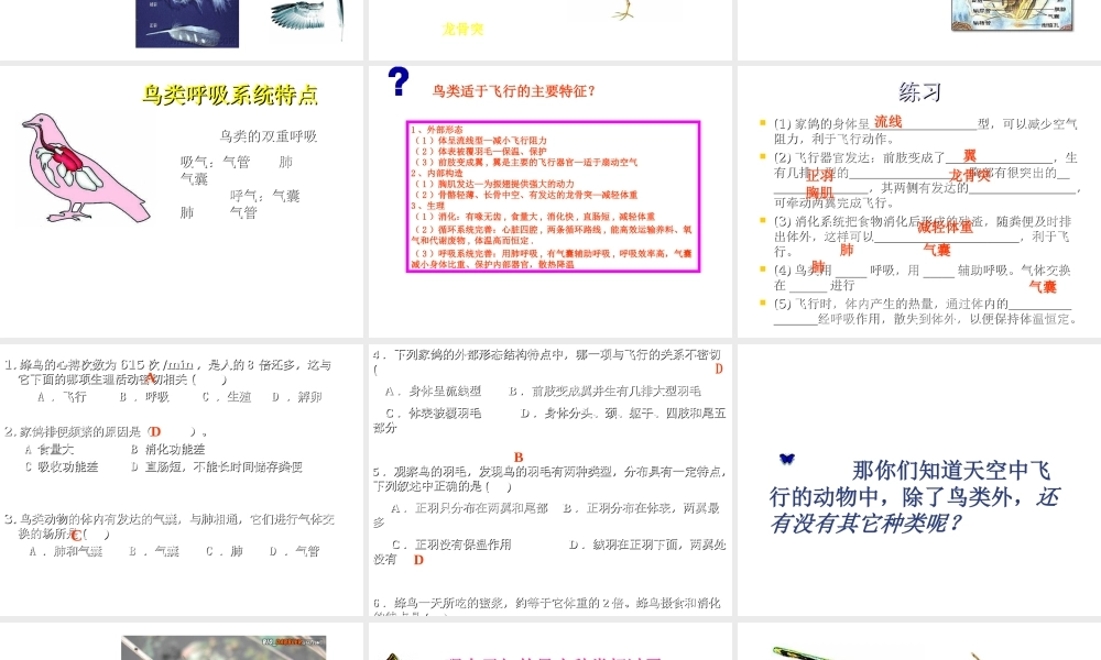 八年级生物上册 空中飞行的动物课件 人教新课标版