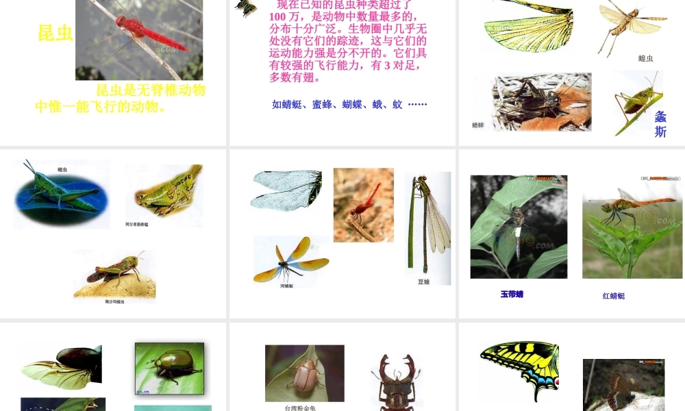 八年级生物上册 空中飞行的动物课件 人教新课标版