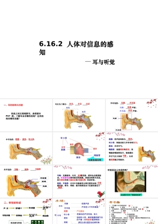 八年级生物上册 6.16.2人体对信息的感知（耳和听觉）课件2 （新版）苏科版-（新版）苏科版初中八年级上册生物课件