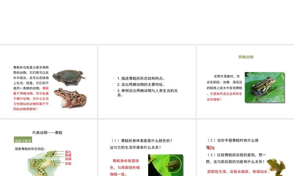 八年级生物上册 7.1.5《两栖类和爬行类》（第1课时）课件 鲁科版五四制-鲁科版初中八年级上册生物课件