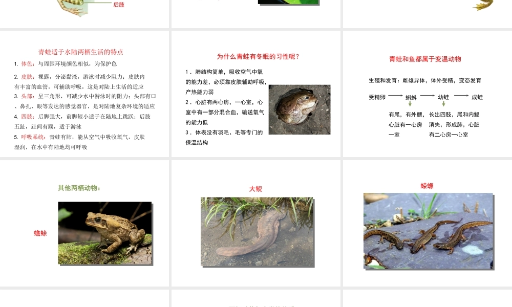 八年级生物上册 7.1.5《两栖类和爬行类》（第1课时）课件 鲁科版五四制-鲁科版初中八年级上册生物课件