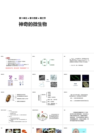 八年级生物上册 5.14.3《神奇的微生物》课件 （新版）苏教版-（新版）苏教版初中八年级上册生物课件