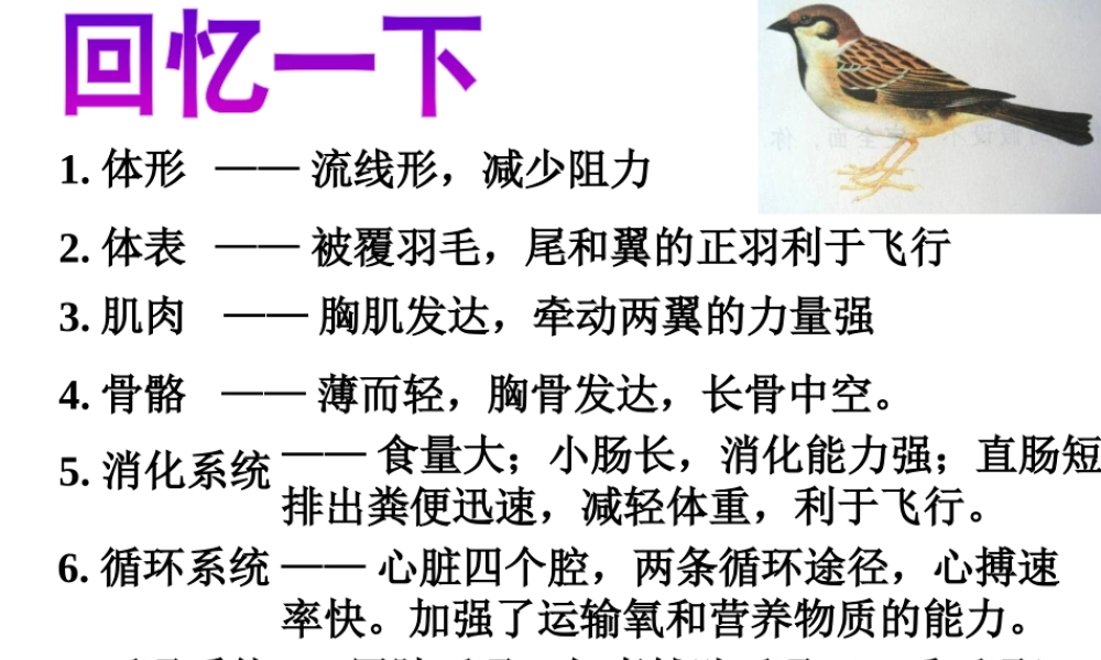 八年级生物上册 空中飞行的动物-昆虫课件 人教新课标版