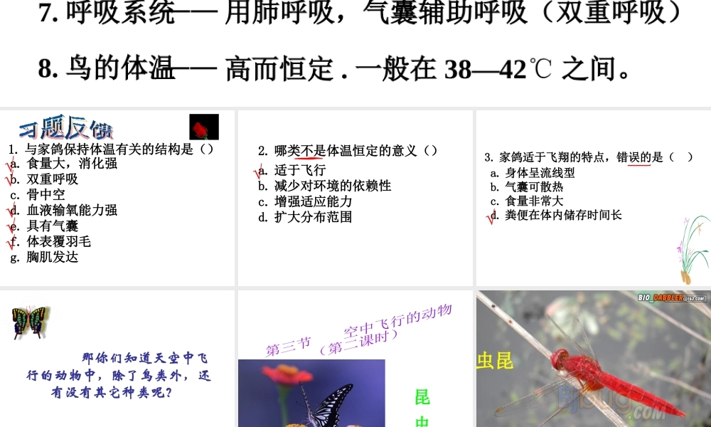 八年级生物上册 空中飞行的动物-昆虫课件 人教新课标版