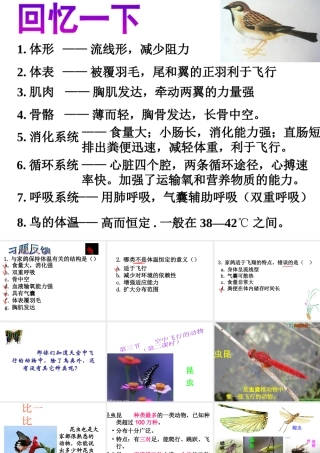 八年级生物上册 空中飞行的动物-昆虫课件 人教新课标版