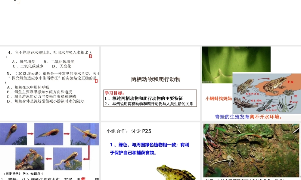八年级生物上册 5.1.5两栖动物和爬行动物课件 （新版）新人教版-（新版）新人教版初中八年级上册生物课件