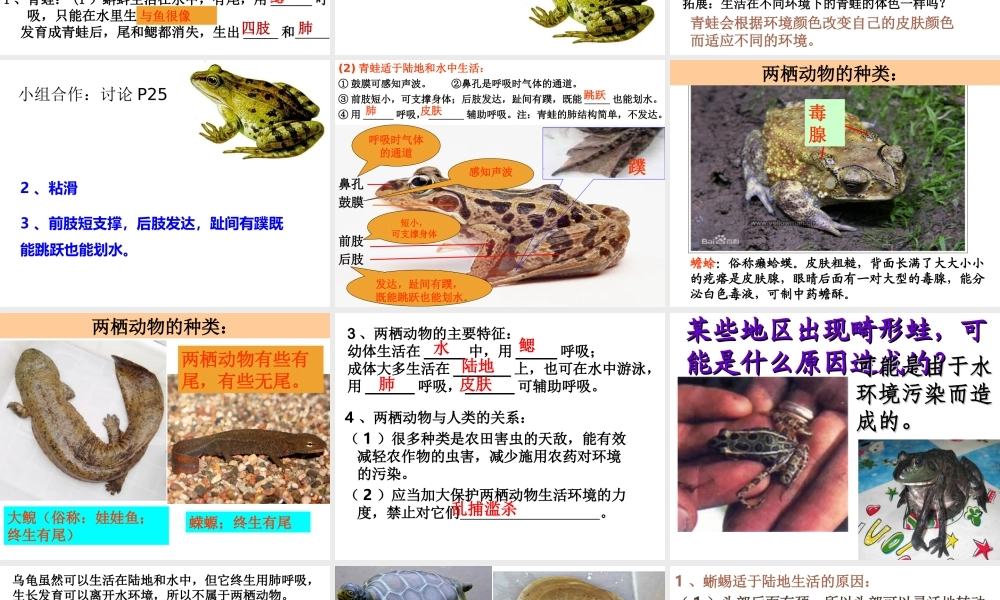 八年级生物上册 5.1.5两栖动物和爬行动物课件 （新版）新人教版-（新版）新人教版初中八年级上册生物课件