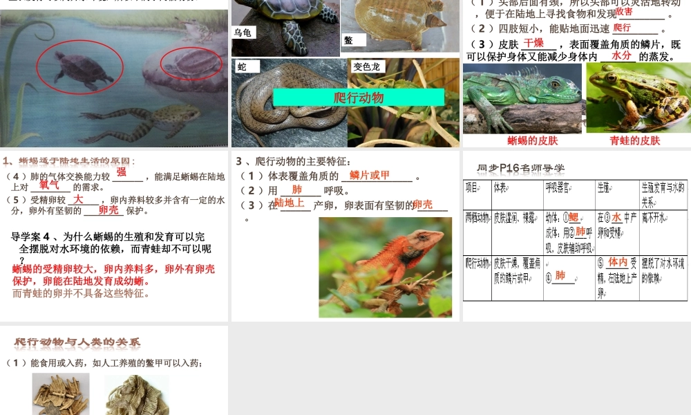 八年级生物上册 5.1.5两栖动物和爬行动物课件 （新版）新人教版-（新版）新人教版初中八年级上册生物课件