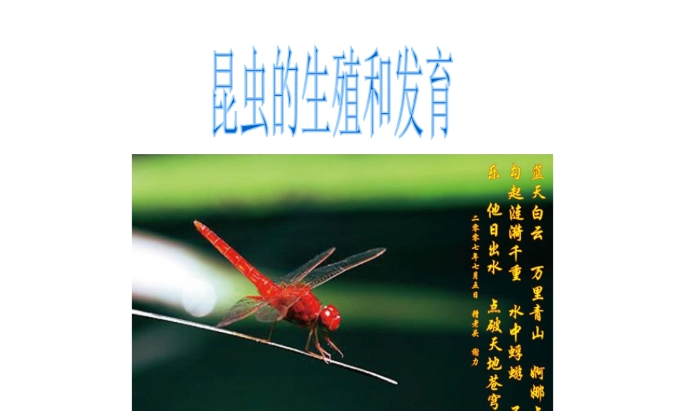 八年级生物上册 昆虫的生殖和发育1课件 苏教版