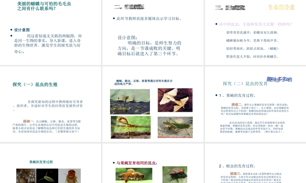 八年级生物上册 昆虫的生殖和发育1课件 苏教版