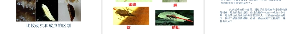 八年级生物上册 昆虫的生殖和发育1课件 苏教版