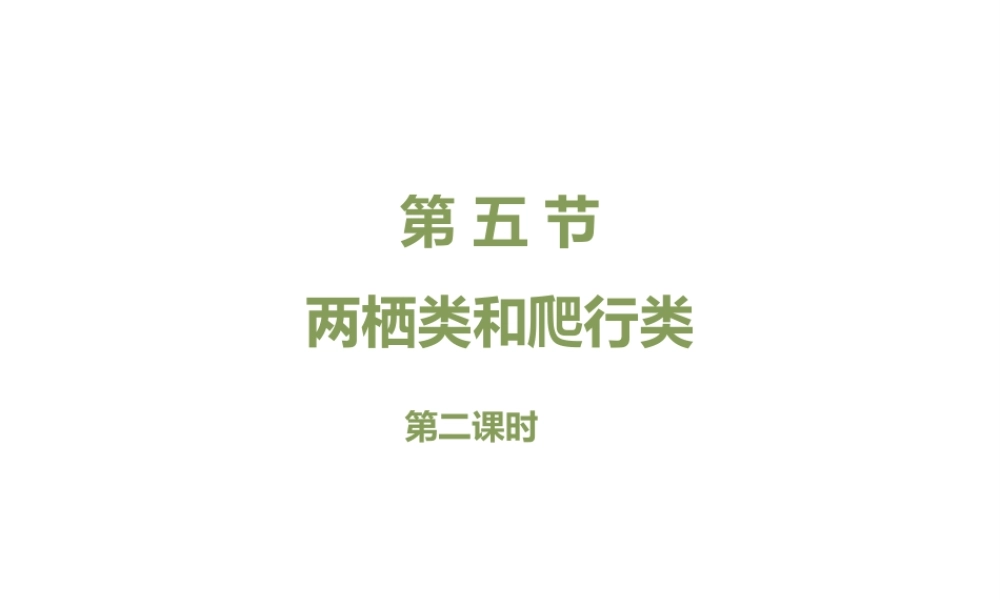 八年级生物上册 7.1.5《两栖类和爬行类》（第2课时）课件 鲁科版五四制-鲁科版初中八年级上册生物课件