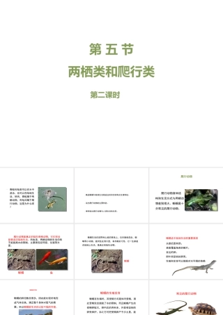 八年级生物上册 7.1.5《两栖类和爬行类》（第2课时）课件 鲁科版五四制-鲁科版初中八年级上册生物课件