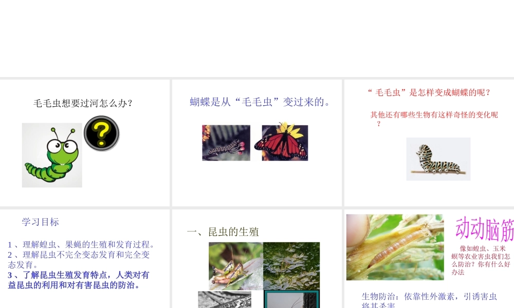 八年级生物上册 昆虫的生殖和发育课件 济南版