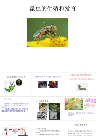 八年级生物上册 昆虫的生殖和发育课件 济南版