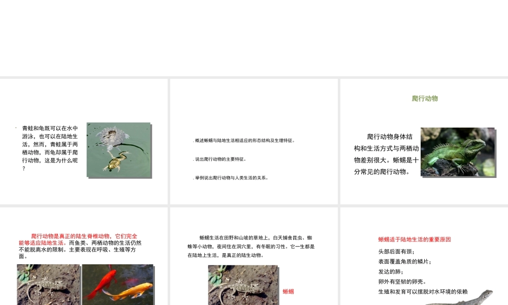 八年级生物上册 7.1.5《两栖类和爬行类》（第2课时）课件 鲁科版五四制-鲁科级上册生物课件