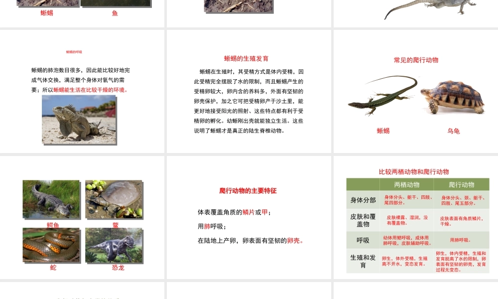 八年级生物上册 7.1.5《两栖类和爬行类》（第2课时）课件 鲁科版五四制-鲁科级上册生物课件