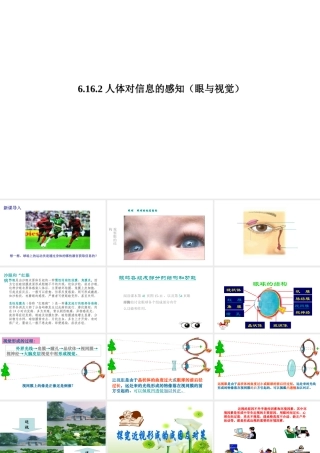 八年级生物上册 6.16.2人体对信息的感知（眼与视觉）课件2 （新版）苏科版-（新版）苏科版初中八年级上册生物课件