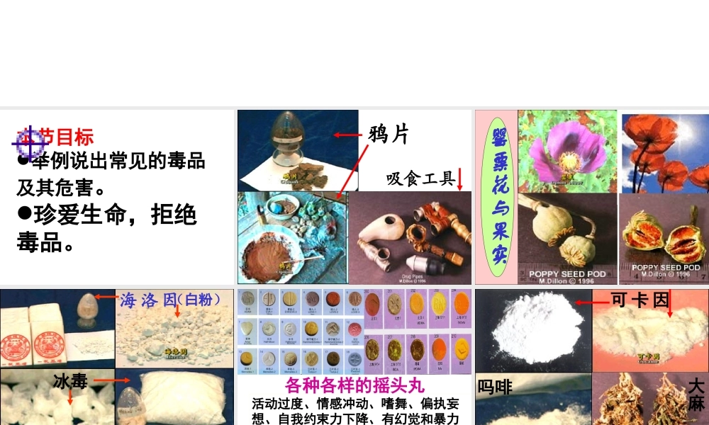 八年级生物上册 昆虫的生殖与发育课件1 苏教版
