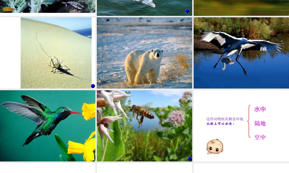 八年级生物上册 5.15.1 动物的运动方式课件 北师大版-北师大版初中八年级上册生物课件