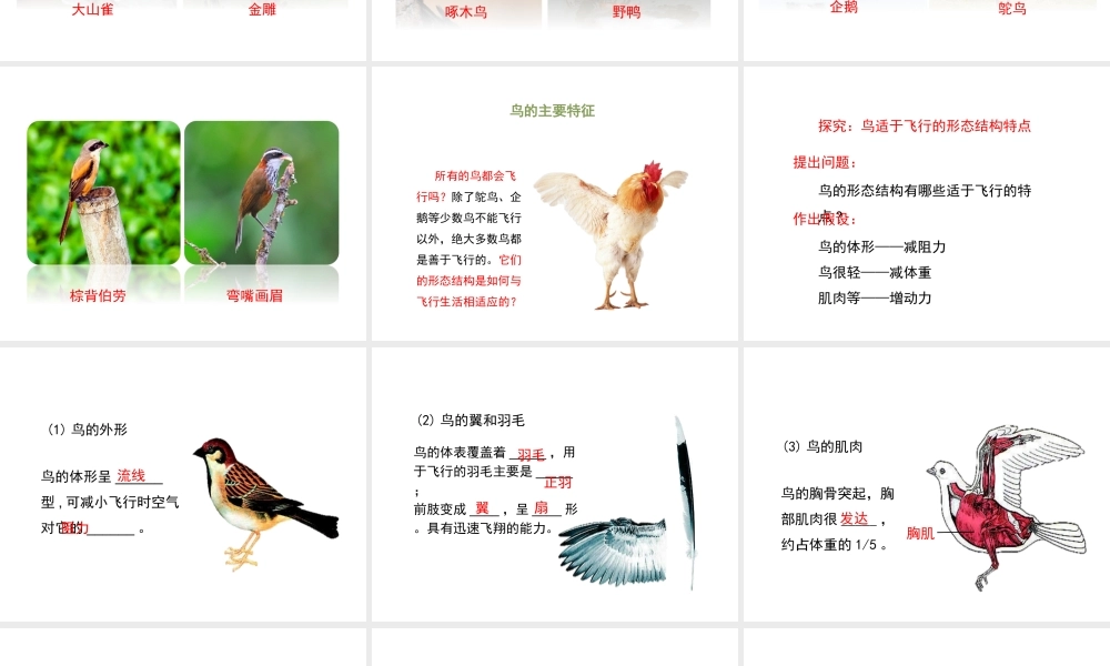 八年级生物上册 7.1.6 鸟类课件 鲁科版五四制-鲁科版初中八年级上册生物课件