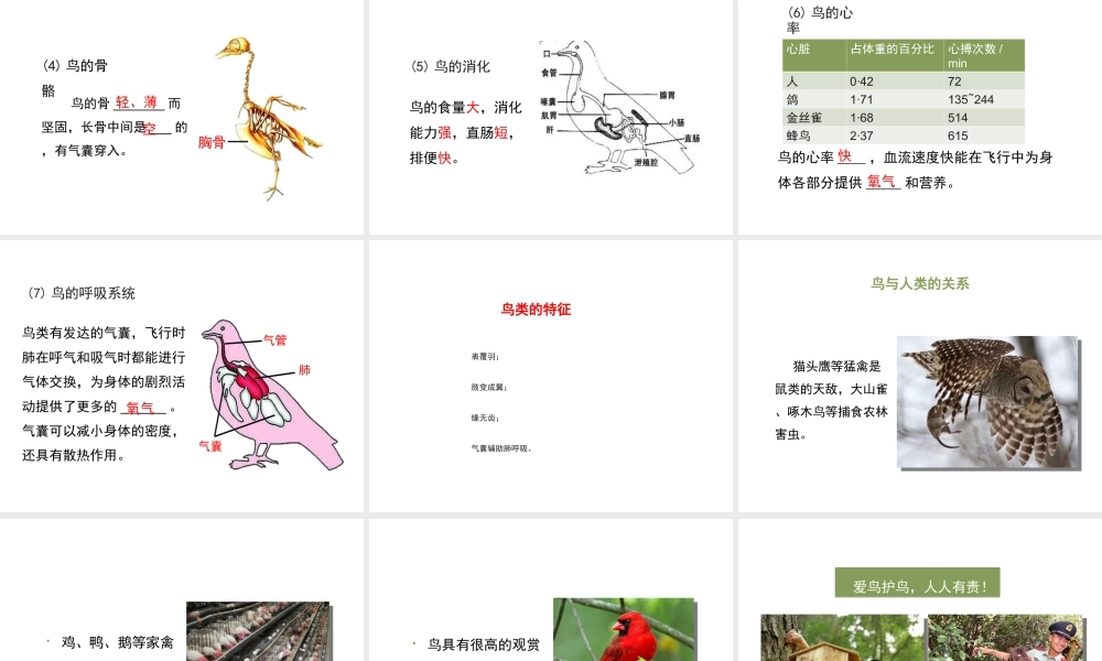 八年级生物上册 7.1.6 鸟类课件 鲁科版五四制-鲁科版初中八年级上册生物课件