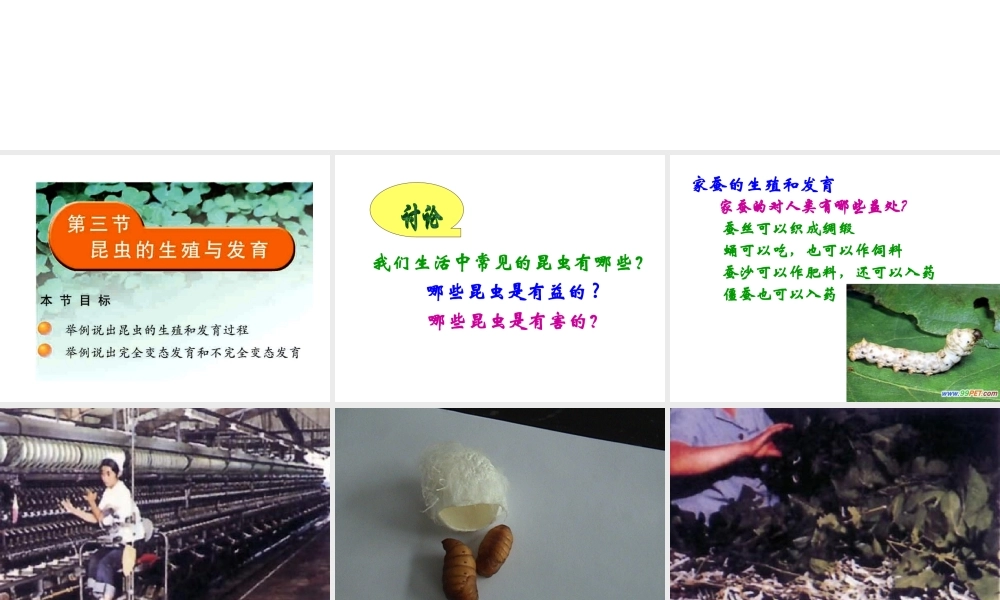 八年级生物上册 昆虫的生殖与发育课件2 苏教版