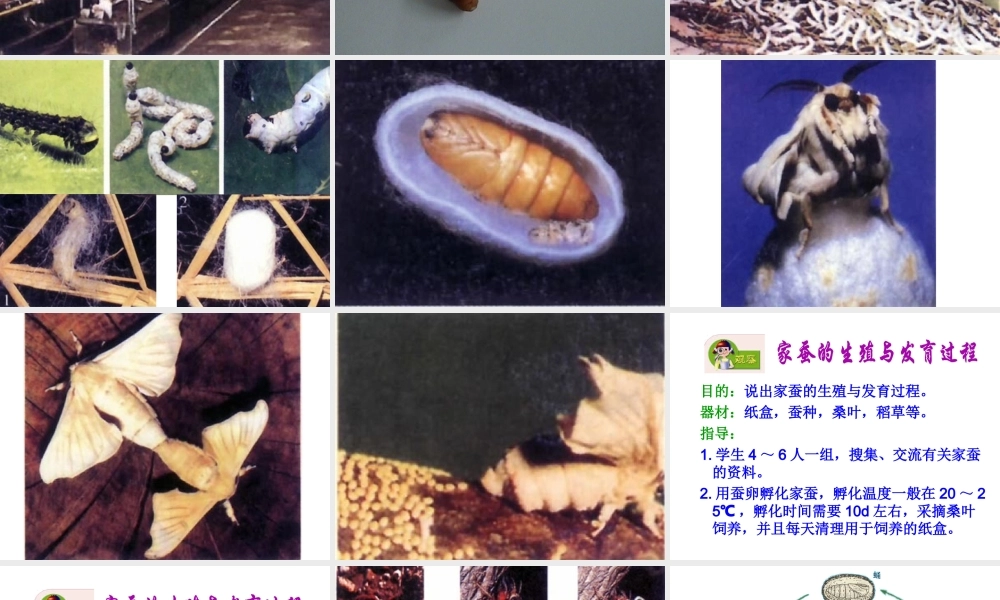 八年级生物上册 昆虫的生殖与发育课件2 苏教版