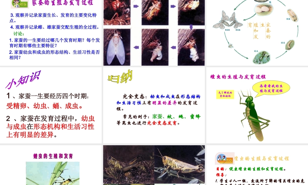 八年级生物上册 昆虫的生殖与发育课件2 苏教版