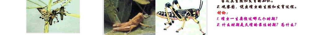 八年级生物上册 昆虫的生殖与发育课件2 苏教版
