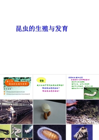 八年级生物上册 昆虫的生殖与发育课件2 苏教版