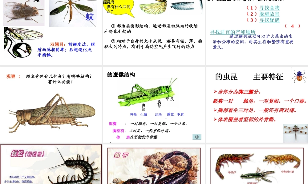 八年级生物上册 5.1.6 鸟（第2课时）课件 （新版）新人教版-（新版）新人教版初中八年级上册生物课件