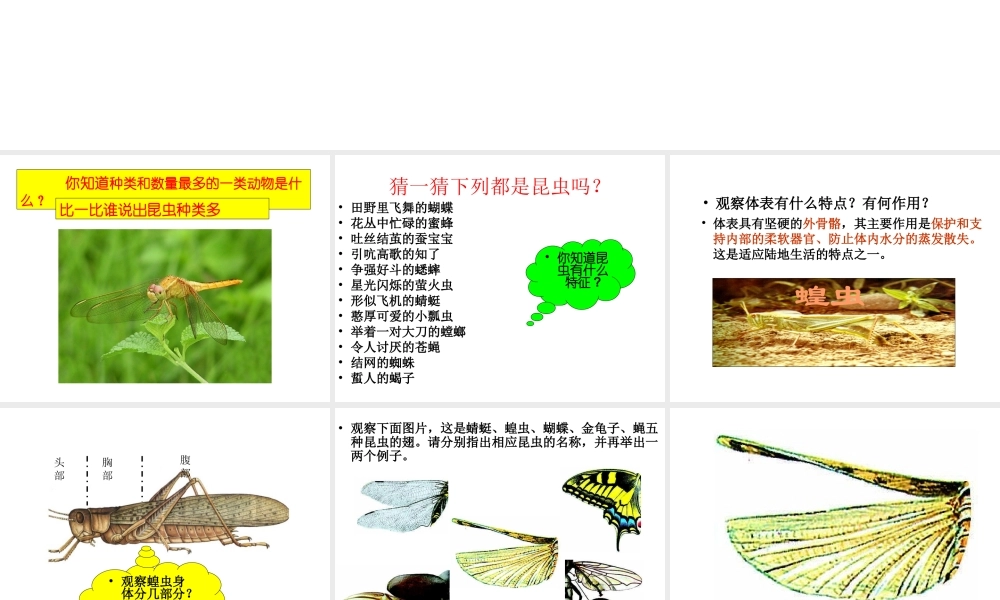 八年级生物上册 昆虫-外国语卫素琴课件 人教新课标版